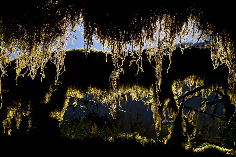 Moss Covered Tree Limb